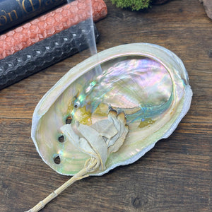 Medium Abalone Shell