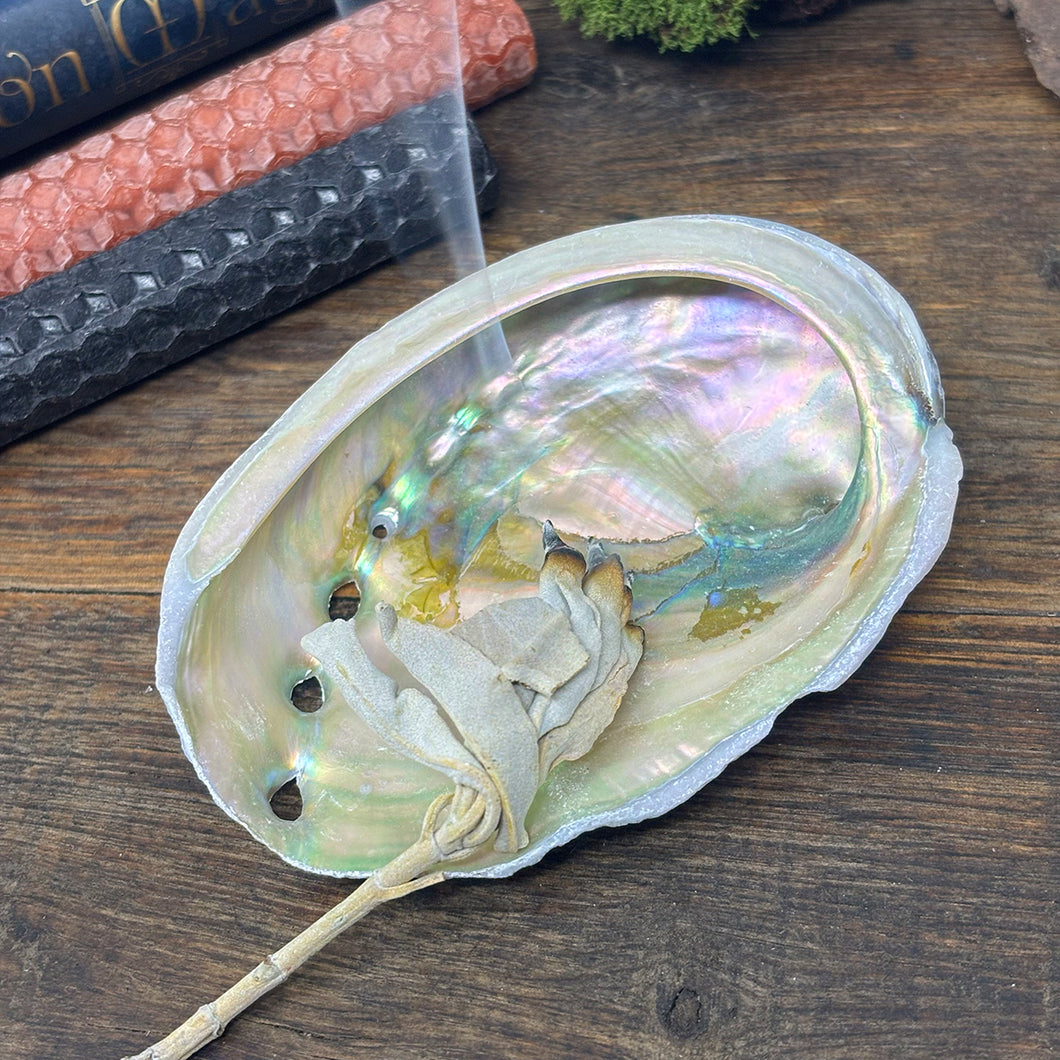 Medium Abalone Shell