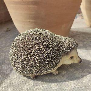 Vivid arts real life pigmy hedgehog