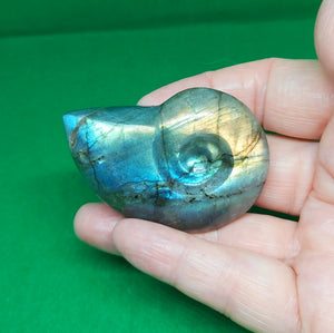 Labradorite Ammonite