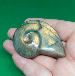 Labradorite Ammonite
