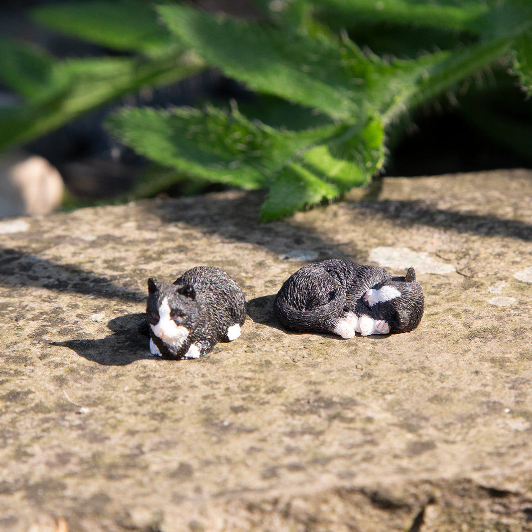 Black and White Cats - Miniature World