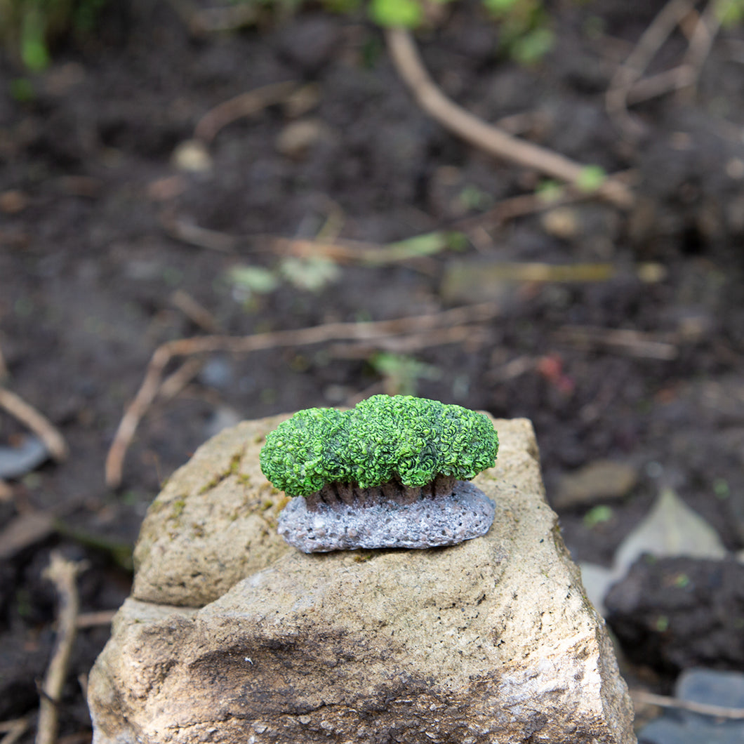 Privet Hedge - Miniature World